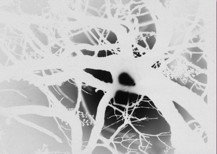 Una suggestiva immagine della Luna ripresa tra i rami di un albero. La foto è stata scattata a Candriai il 5 aprile 2004 con obiettivo f=105 f/1.8 e pellicola Inford 50. (foto Ochner)