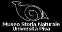 Museo Storia Naturale Università Pisa
